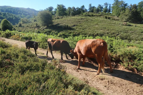 GR20 in Corsica: 11 Days on Europe's Toughest Trek