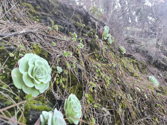 Six days across Tenerife on the GR 131: from Arona over the slopes of Teide to La Esperanza